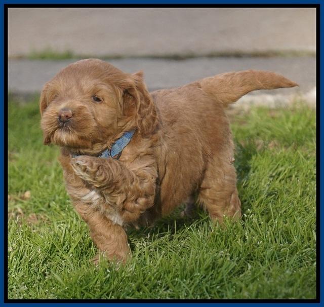 Callie Parson pups 5 wks old 101