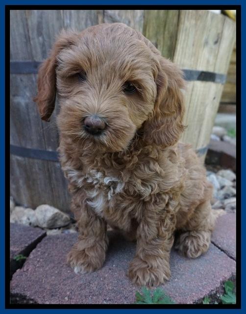 Callie Parson pups 7 wks old 81