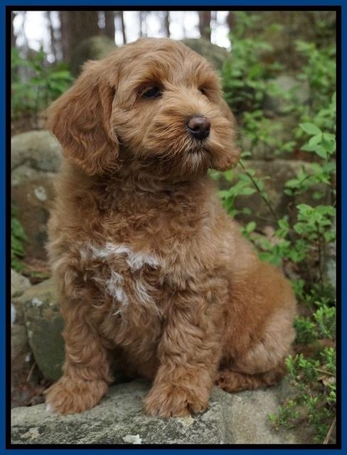 Callie Parson pups 8 wks old 6222