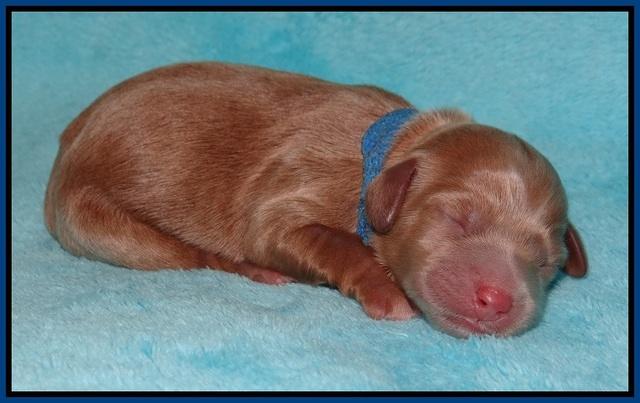 Callie Parson pups newborn 51