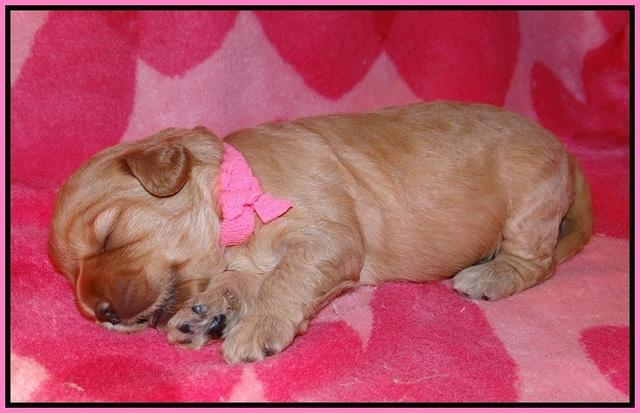 Callie Parson pups 2 wks old 141