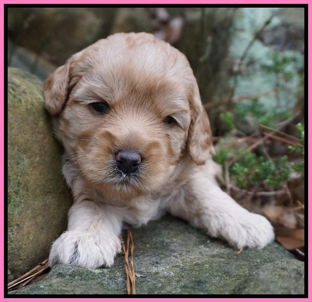 Callie Parson pups 3 wks old 101