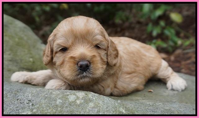 Callie Parson pups 3 wks old 111