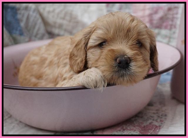 Callie Parson pups 4 wks old 171