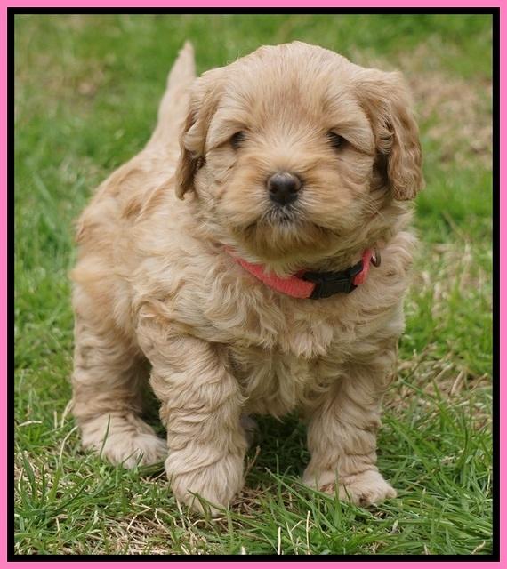 Callie Parson pups 5 wks old 171