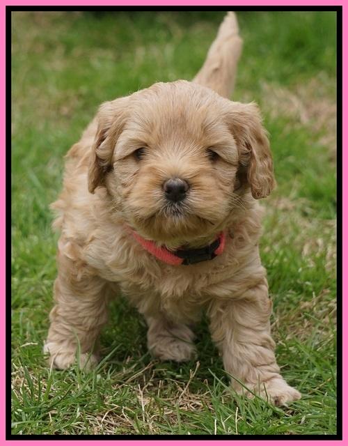 Callie Parson pups 5 wks old 181
