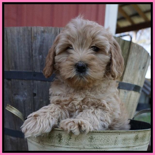 Callie Parson pups 7 wks old 141