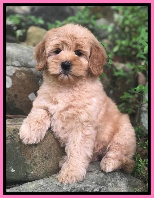 Callie Parson pups 8 wks old 11