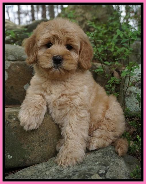 Callie Parson pups 8 wks old 41