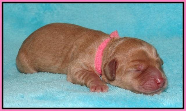 Callie Parson pups newborn 61