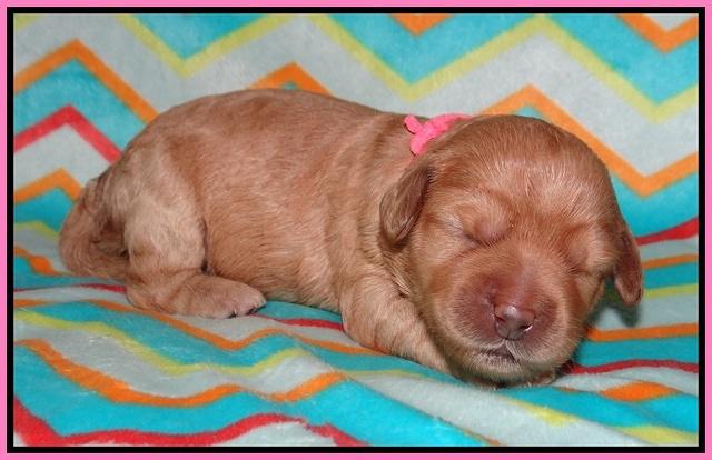 Callie Parson pups one week old 91