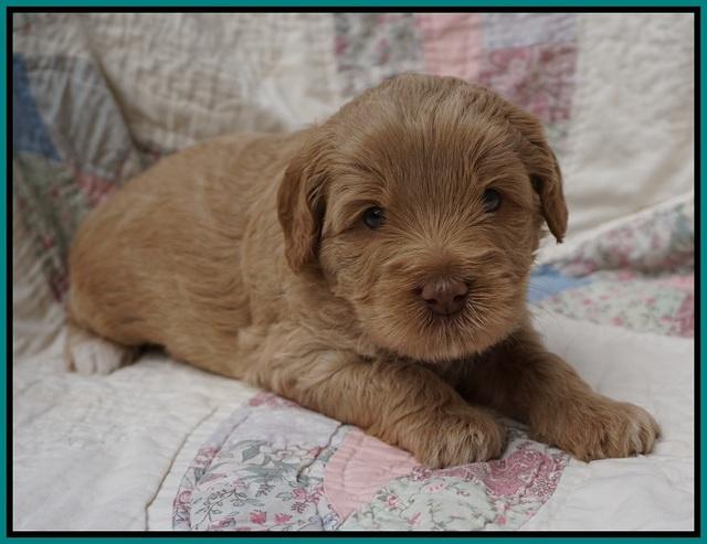 Callie Parson pups 4 wks old 181