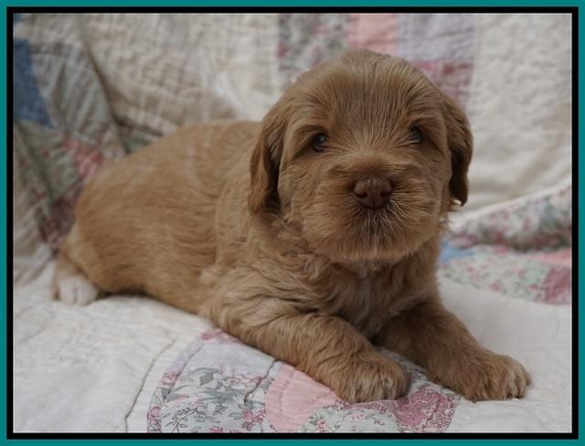 Callie Parson pups 4 wks old 201