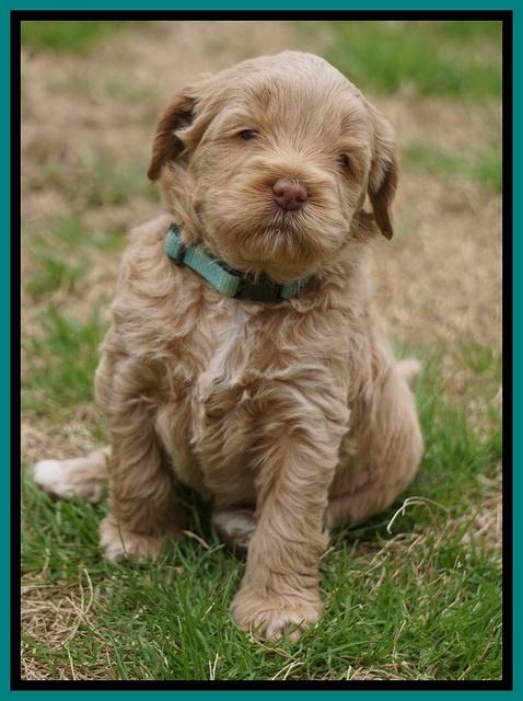 Callie Parson pups 5 wks old 201