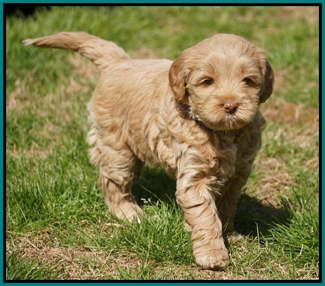 Callie Parson pups 6 wks old 301