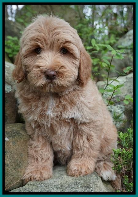 Callie Parson pups 8 wks old 10222