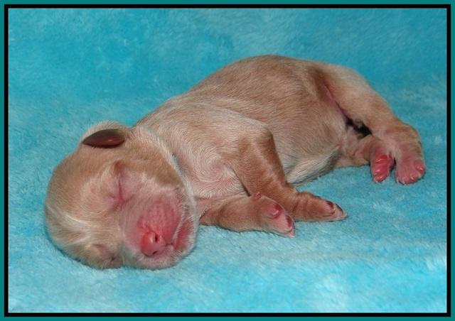 Callie Parson pups newborn 81