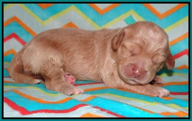 Callie Parson pups one week old 101