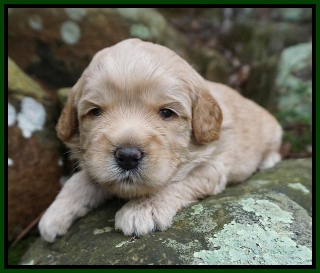 Callie Parson pups 3 wks old 191