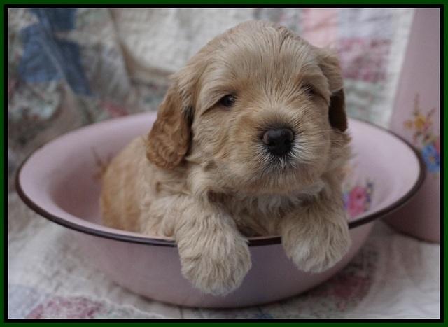 Callie Parson pups 4 wks old 241