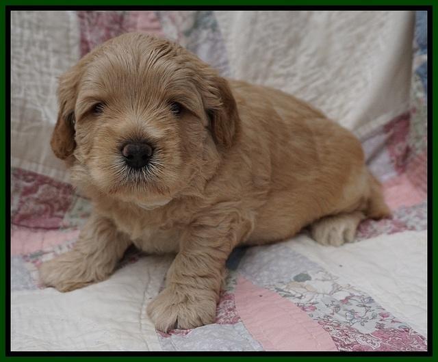 Callie Parson pups 4 wks old 261
