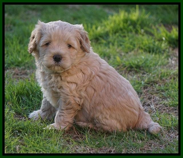 Callie Parson pups 5 wks old 261
