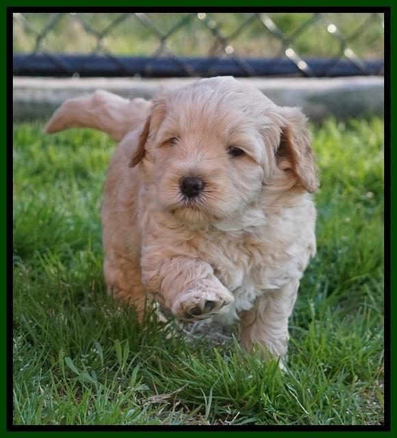 Callie Parson pups 5 wks old 271