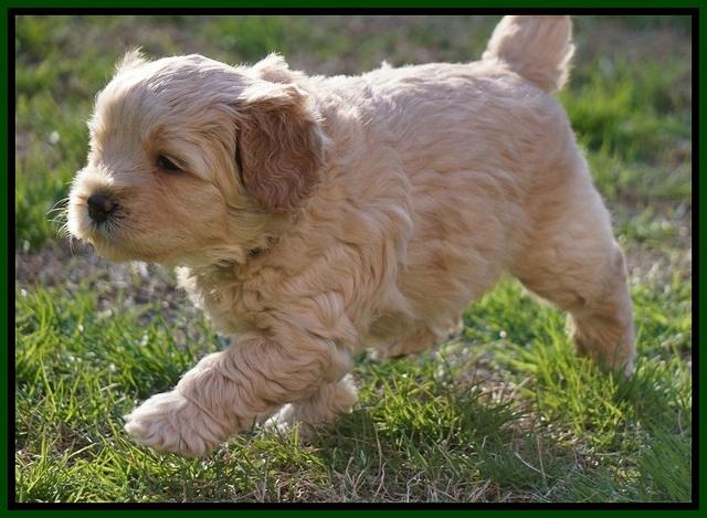 Callie Parson pups 5 wks old 291