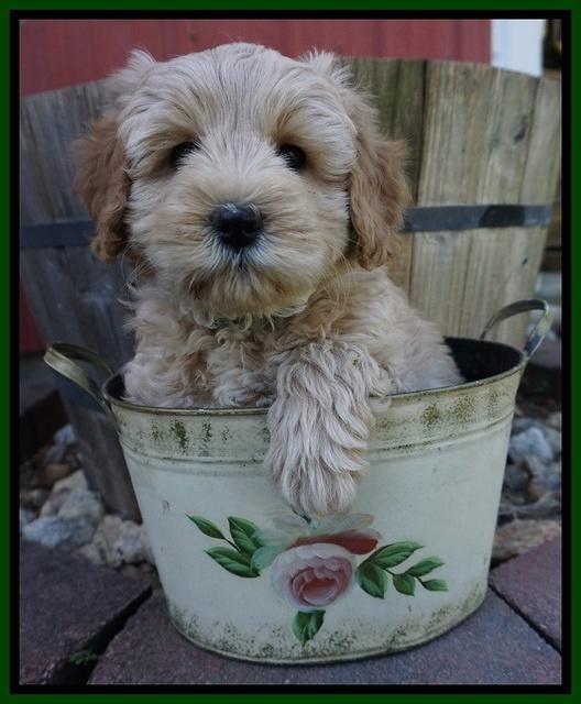 Callie Parson pups 7 wks old 211