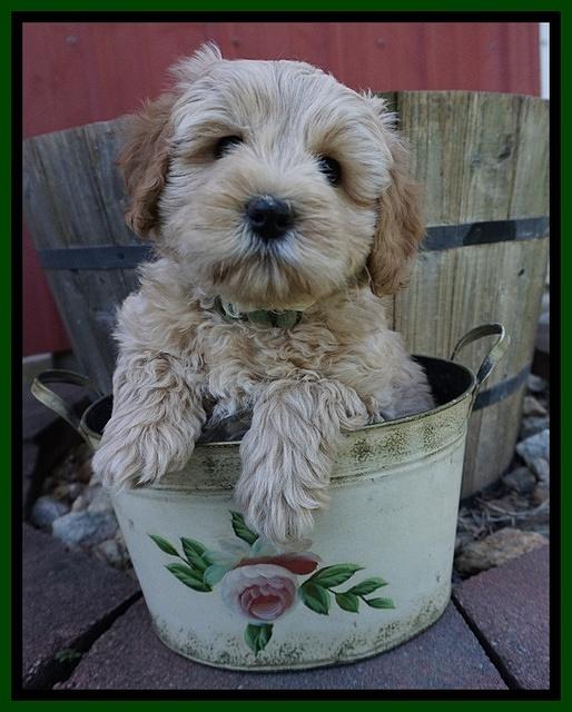 Callie Parson pups 7 wks old 221