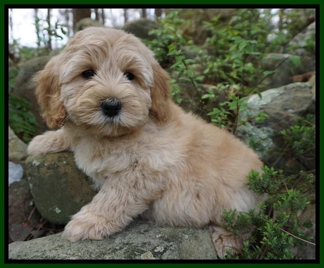 Callie Parson pups 8 wks old 101