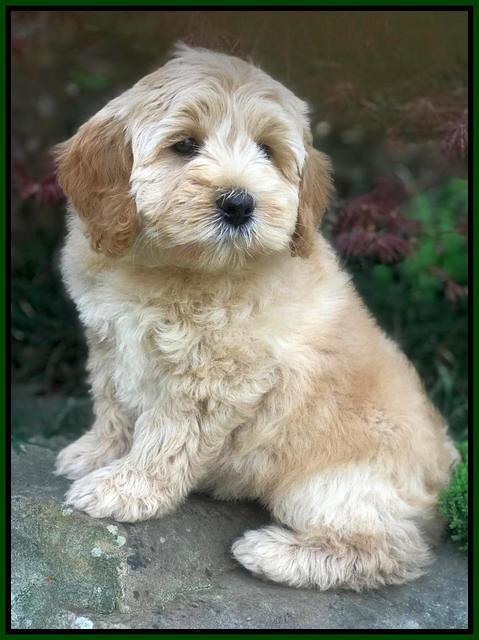 Callie Parson pups 8 wks old 111