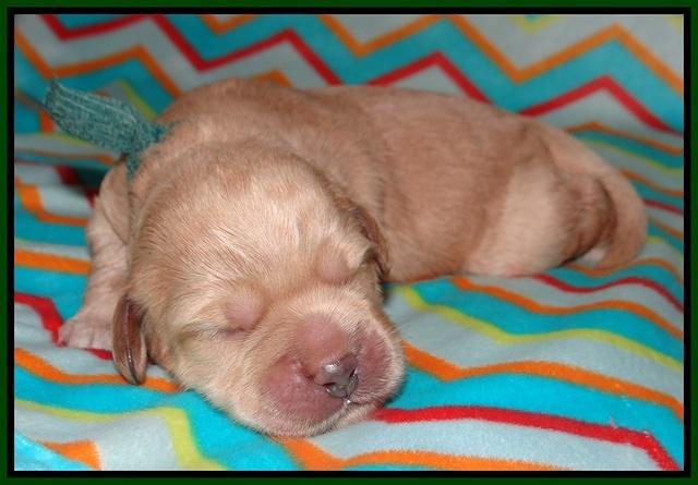 Callie Parson pups one week old 131