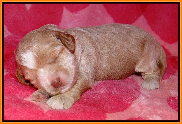 Callie Parson pups 2 wks old 221