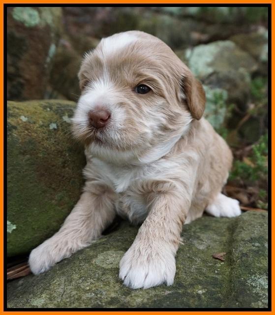 Callie Parson pups 3 wks old 211
