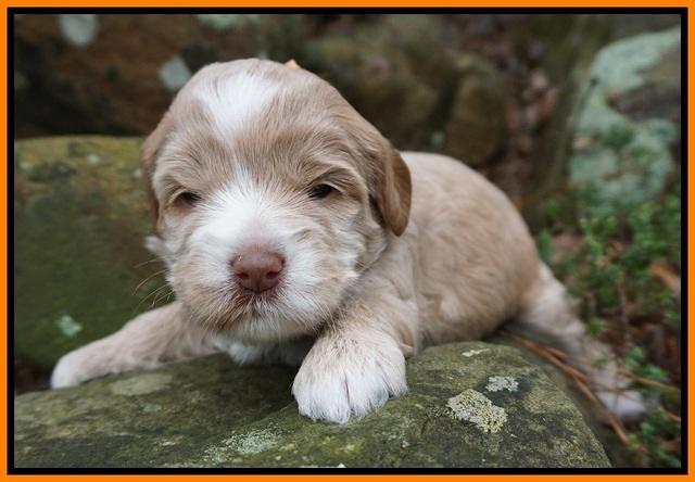 Callie Parson pups 3 wks old 231