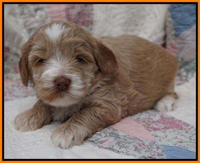 Callie Parson pups 4 wks old 301