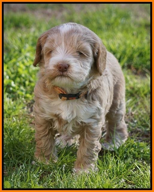 Callie Parson pups 5 wks old 301