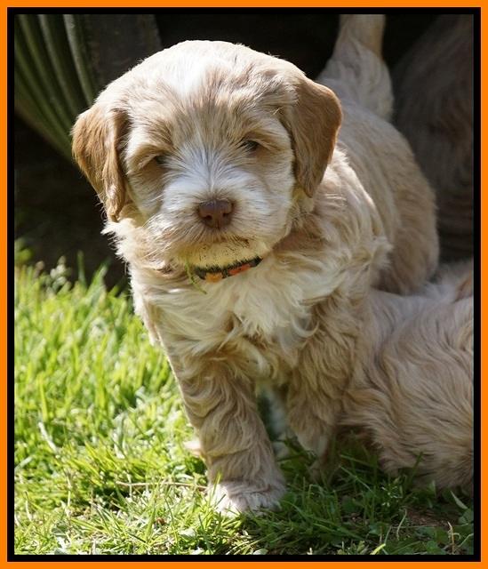 Callie Parson pups 6 wks old 381