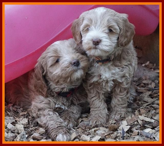 Callie Parson pups 6 wks old 421