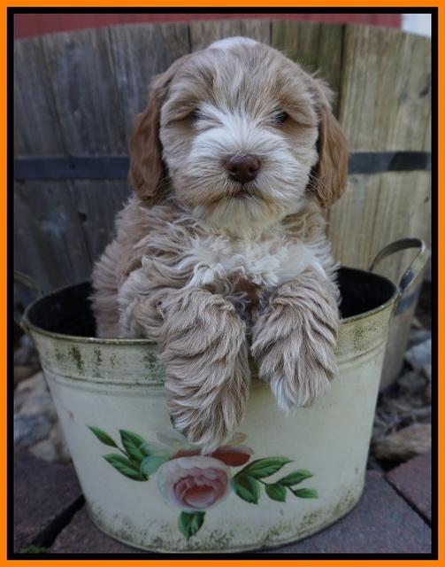 Callie Parson pups 7 wks old 241