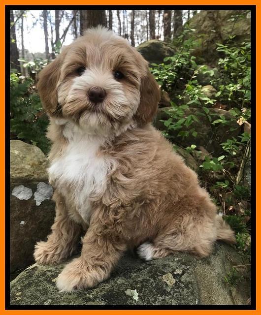 Callie Parson pups 8 wks old 51