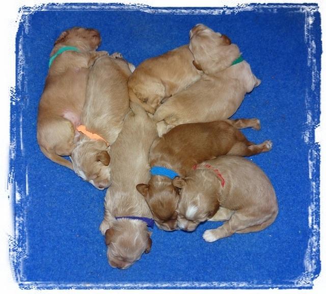 Callie Parson pups 2 wks old 11