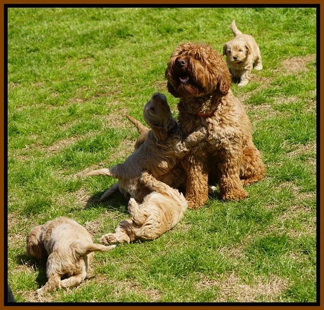 Callie Parson pups 6 wks old 11