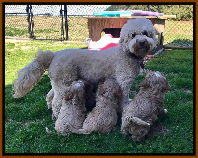 Callie Parson pups 6 wks old 451