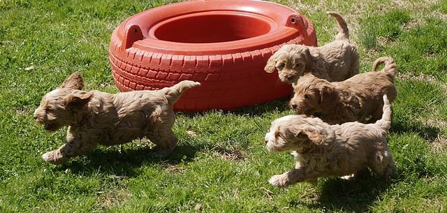 Callie Parson pups 6 wks old 471