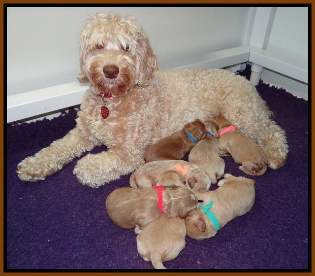 Callie Parson pups one week old 11