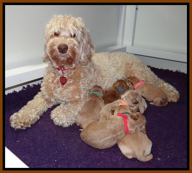 Callie Parson pups one week old 161
