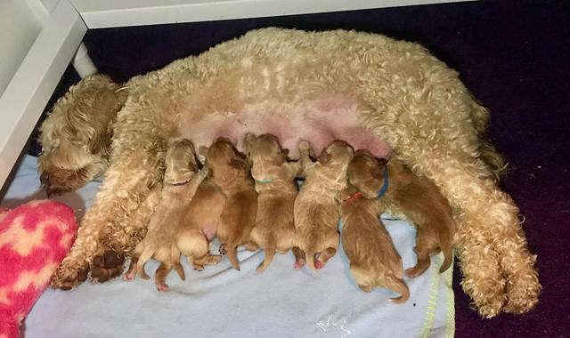 Callie and pups 2 days old
