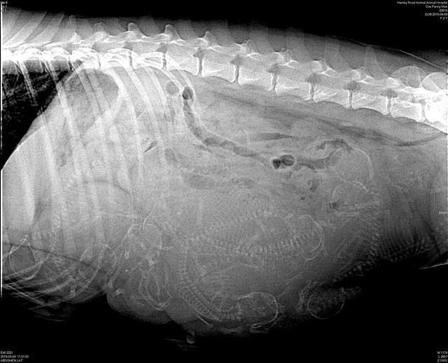 Fanny AJ preg xray 2